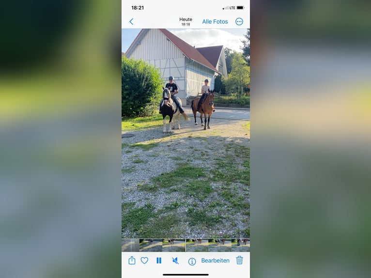 Schleswig Giumenta 17 Anni 161 cm Pezzato in Ostrach