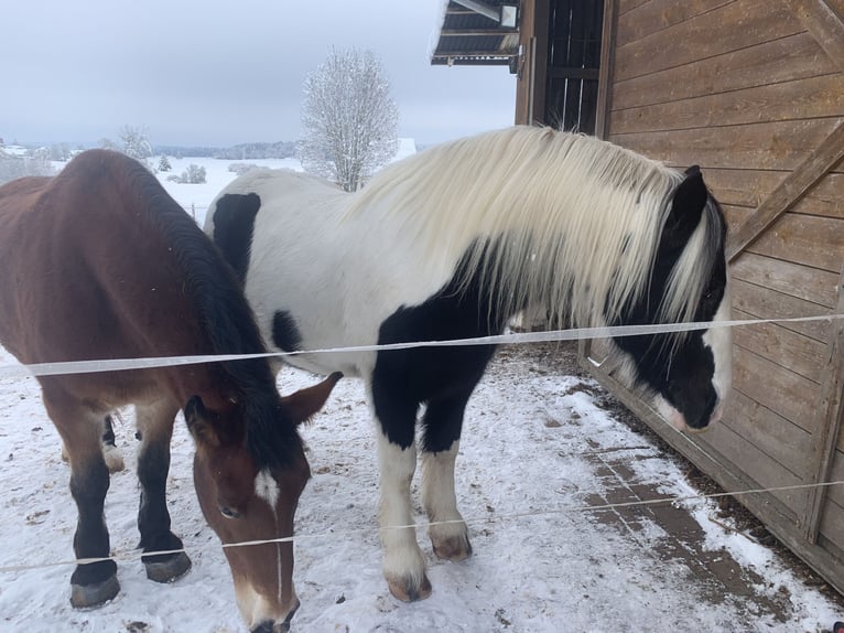 Schleswig Giumenta 17 Anni 161 cm Pezzato in Ostrach