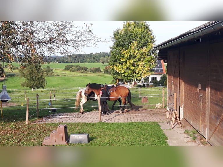 Schleswig Giumenta 17 Anni 163 cm Baio in Ostrach