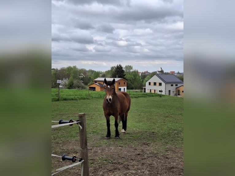 Schleswig Giumenta 17 Anni 163 cm Baio in Ostrach
