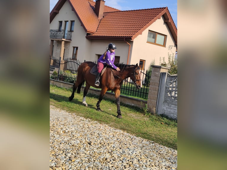 Schleswig Giumenta 17 Anni 170 cm Baio ciliegia in Bełchatów