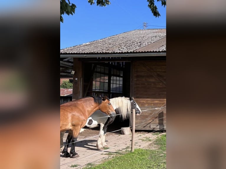Schleswig Giumenta 19 Anni 161 cm Pezzato in Ostrach