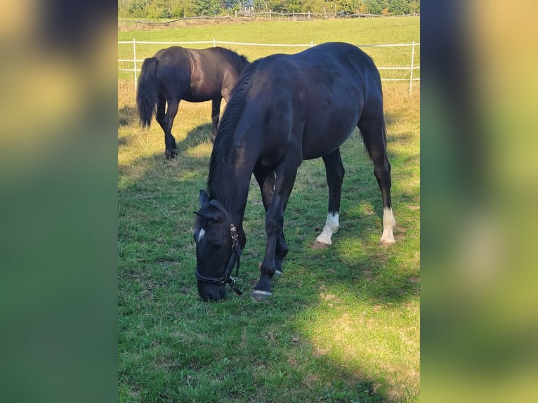 Schleswig Giumenta 2 Anni 162 cm in Tiefenbach