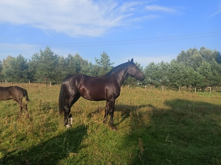 Schleswig Giumenta 2 Anni 167 cm Morello in Bogdaniec