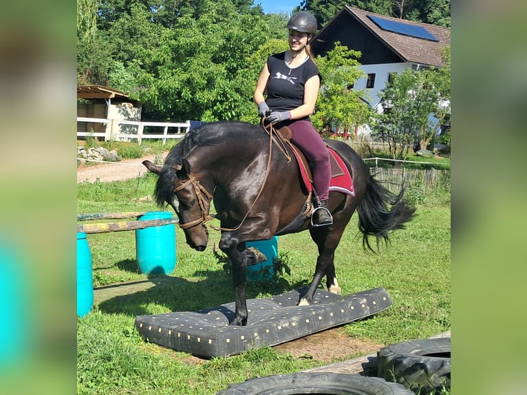 Schleswig Giumenta 3 Anni 157 cm Morello in Bayerbach