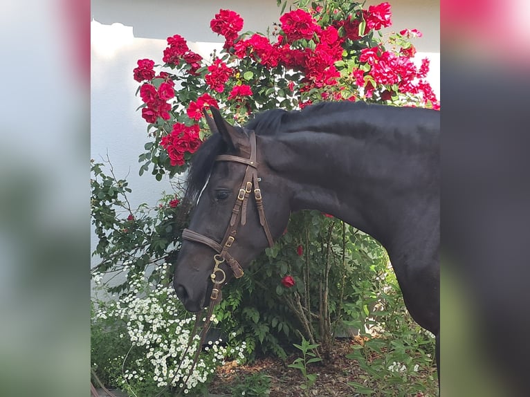 Schleswig Giumenta 3 Anni 157 cm Morello in Bayerbach