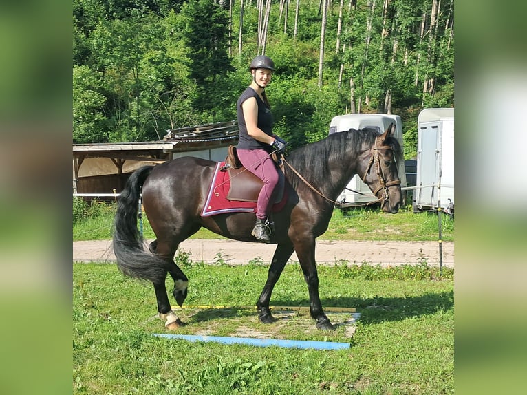 Schleswig Giumenta 3 Anni 157 cm Morello in Bayerbach