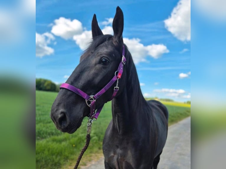 Schleswig Giumenta 3 Anni 163 cm Morello in Aarbergen