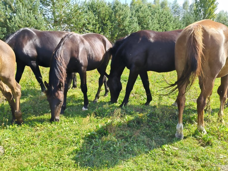 Schleswig Giumenta 3 Anni Morello in Bogdaniec