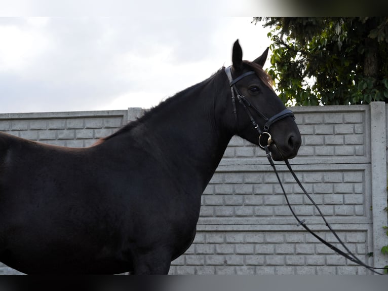 Schleswig Giumenta 4 Anni 160 cm Morello in Krotoszyn