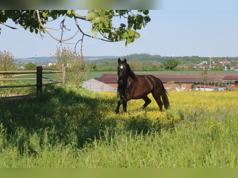 Schleswig Giumenta 4 Anni 162 cm Morello in Bad Wimpfen
