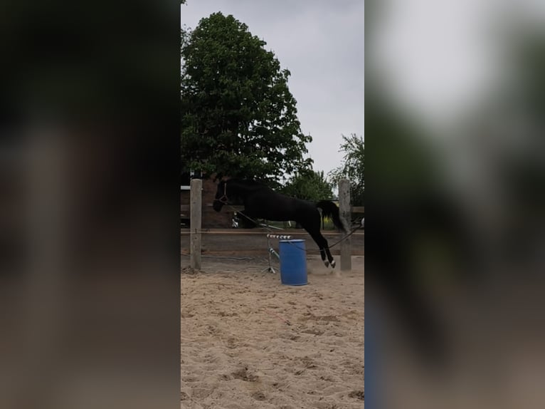 Schleswig Giumenta 4 Anni 165 cm Morello in Gniezno