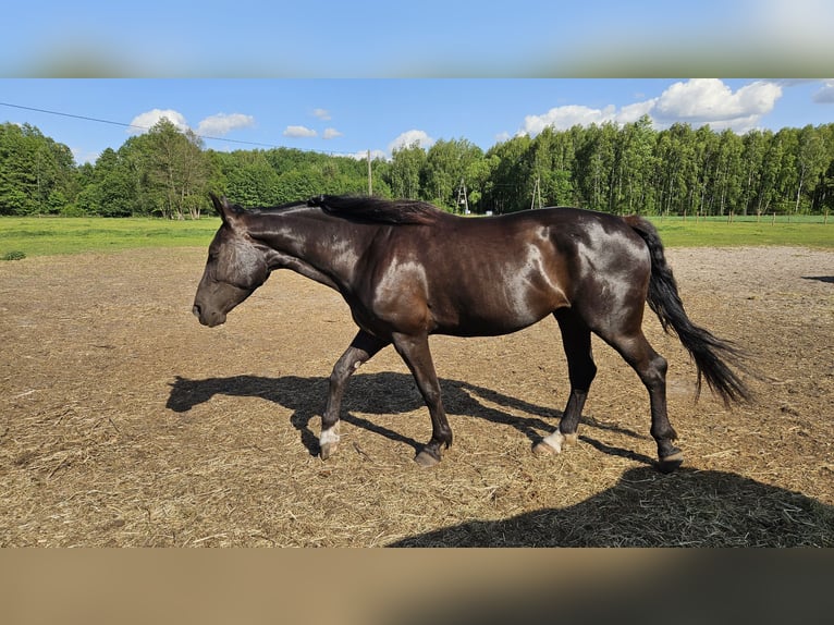 Schleswig Giumenta 4 Anni 166 cm Morello in Młodzieszyn