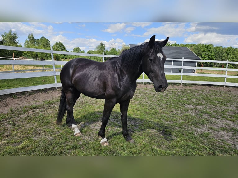 Schleswig Giumenta 4 Anni 166 cm Morello in Młodzieszyn