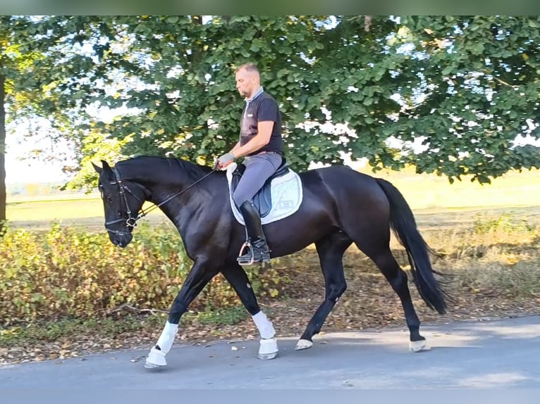 Schleswig Mix Giumenta 4 Anni 167 cm Morello in Forst