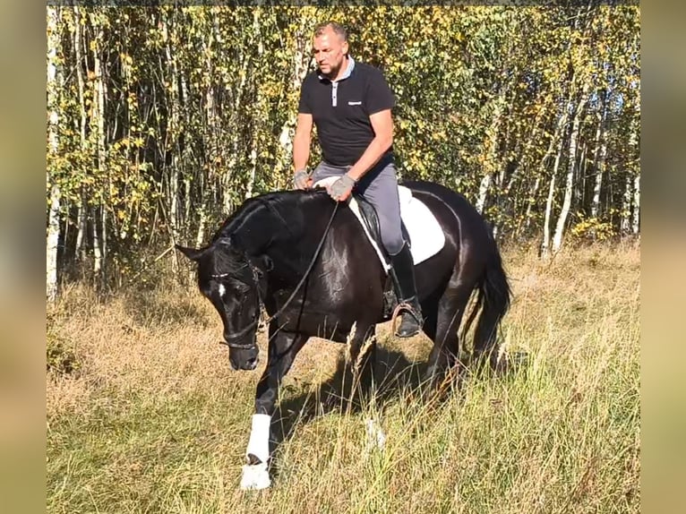 Schleswig Mix Giumenta 4 Anni 167 cm Morello in Forst