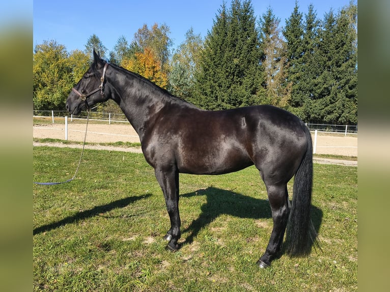 Schleswig Mix Giumenta 4 Anni 167 cm Morello in Forst