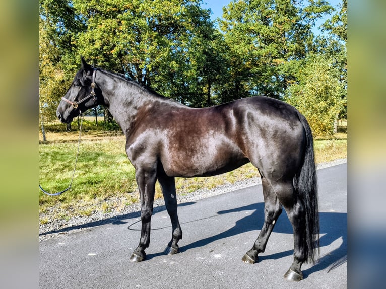 Schleswig Mix Giumenta 4 Anni 167 cm Morello in Forst