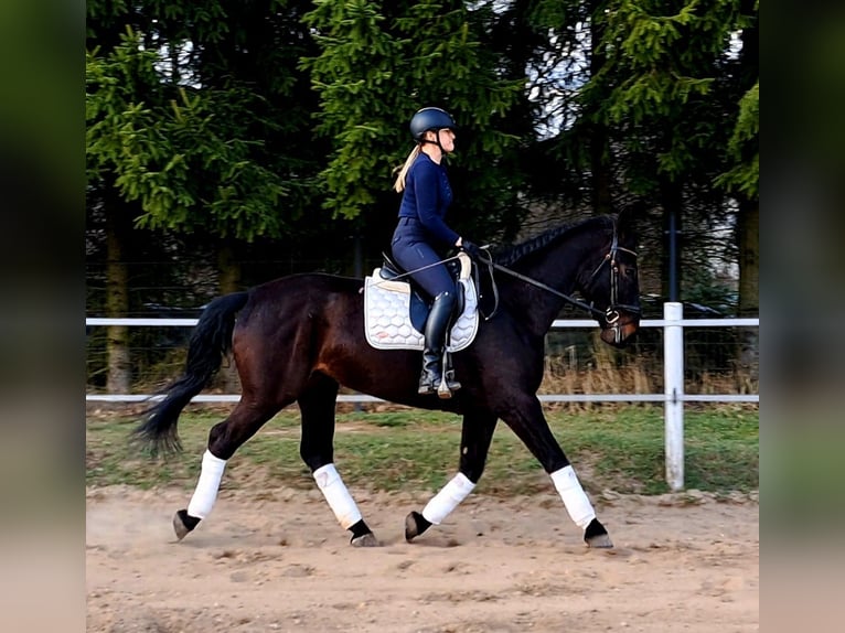 Schleswig Giumenta 4 Anni 168 cm Baio scuro in Forst