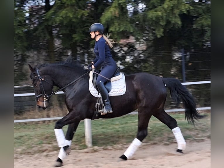 Schleswig Giumenta 4 Anni 168 cm Baio scuro in Forst