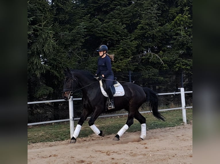 Schleswig Giumenta 4 Anni 168 cm Baio scuro in Forst