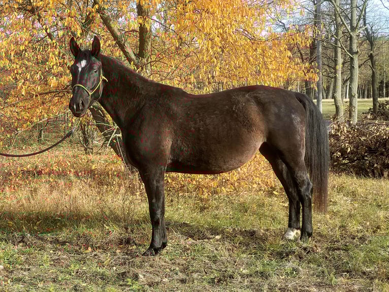 Schleswig Giumenta 5 Anni 168 cm Morello in Wilcze Tułowskie