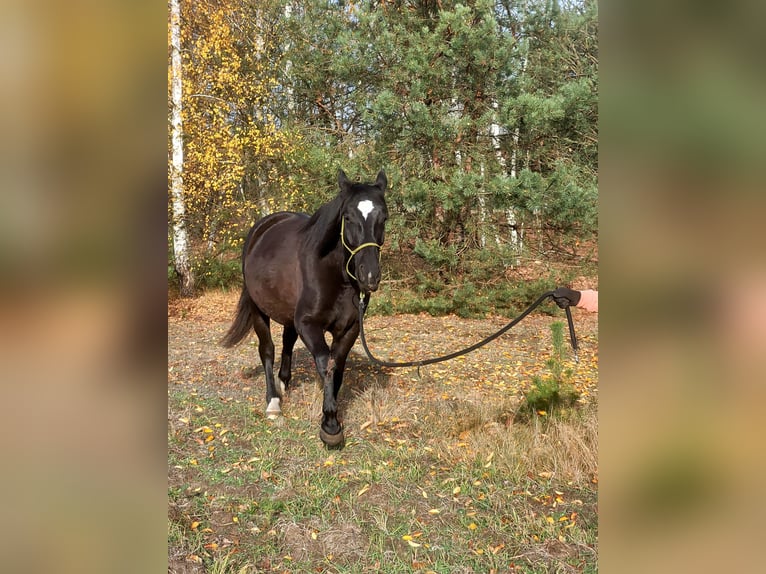 Schleswig Giumenta 5 Anni 168 cm Morello in Wilcze Tułowskie