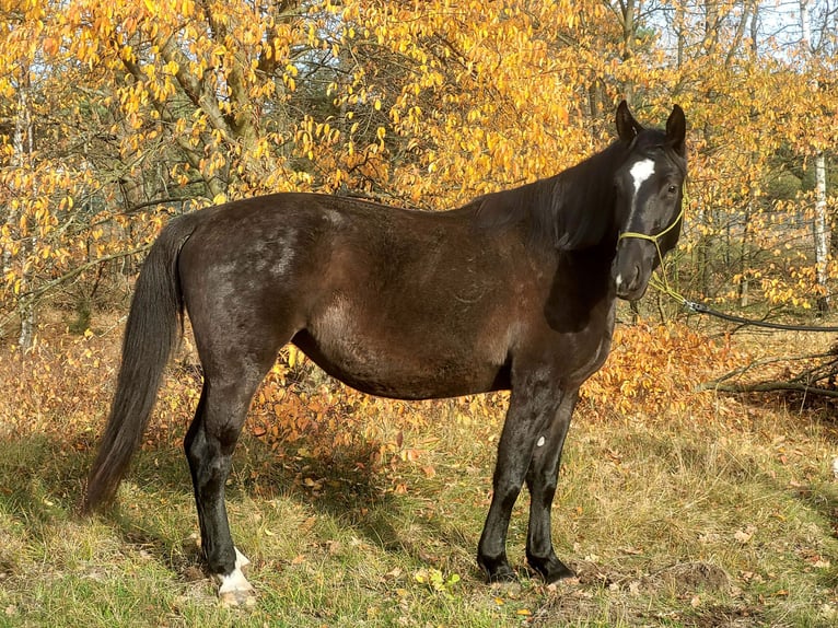 Schleswig Giumenta 5 Anni 168 cm Morello in Wilcze Tułowskie