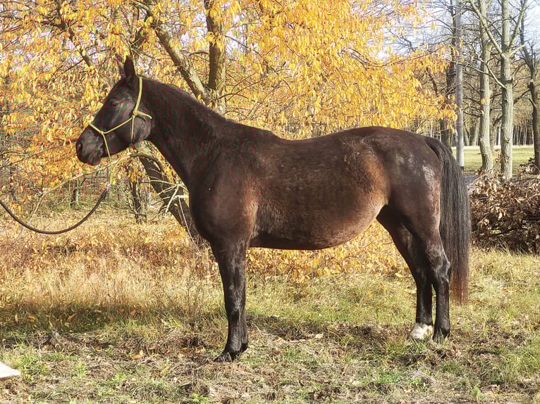 Schleswig Giumenta 5 Anni 168 cm Morello in Wilcze Tułowskie