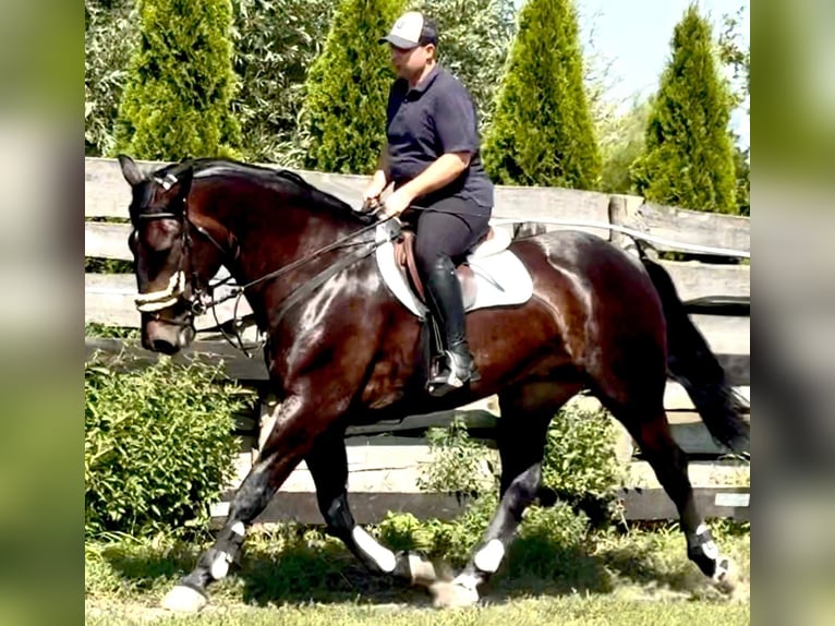 Schleswig Giumenta 5 Anni 169 cm Baio scuro in L&#xF6;hnberg