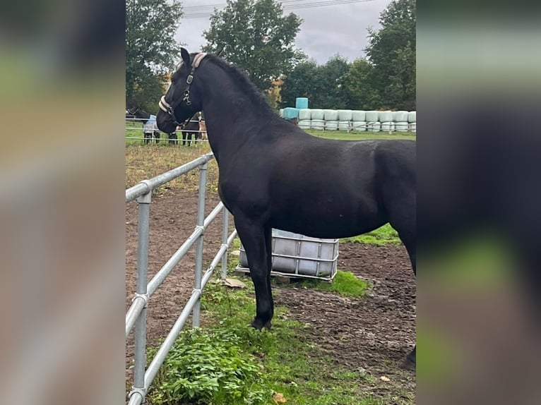 Schleswig Giumenta 6 Anni 163 cm Morello in Hamburg