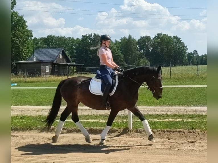 Schleswig Giumenta 6 Anni 168 cm Baio scuro in Forst