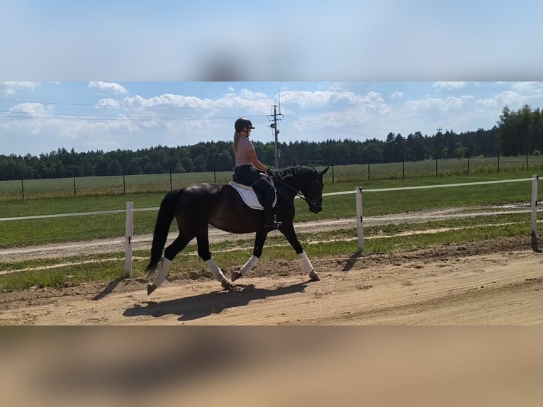 Schleswig Giumenta 6 Anni 168 cm Baio scuro in Forst