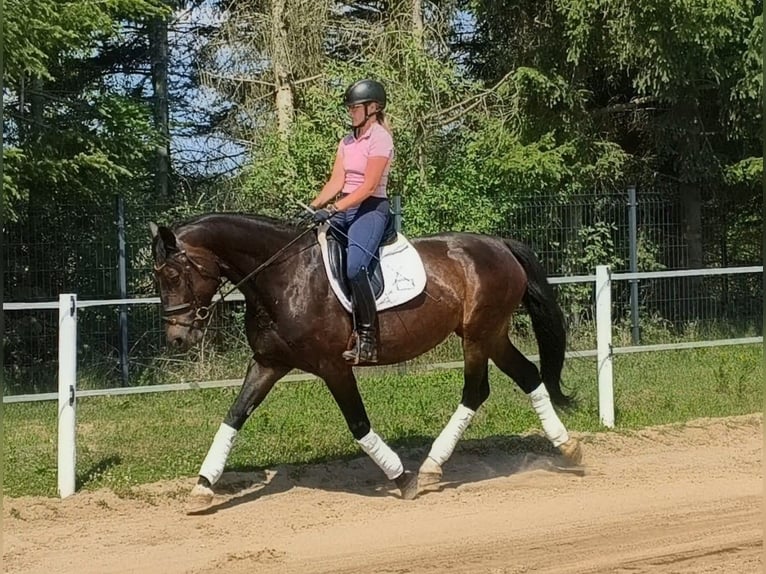 Schleswig Giumenta 6 Anni 168 cm Baio scuro in Forst