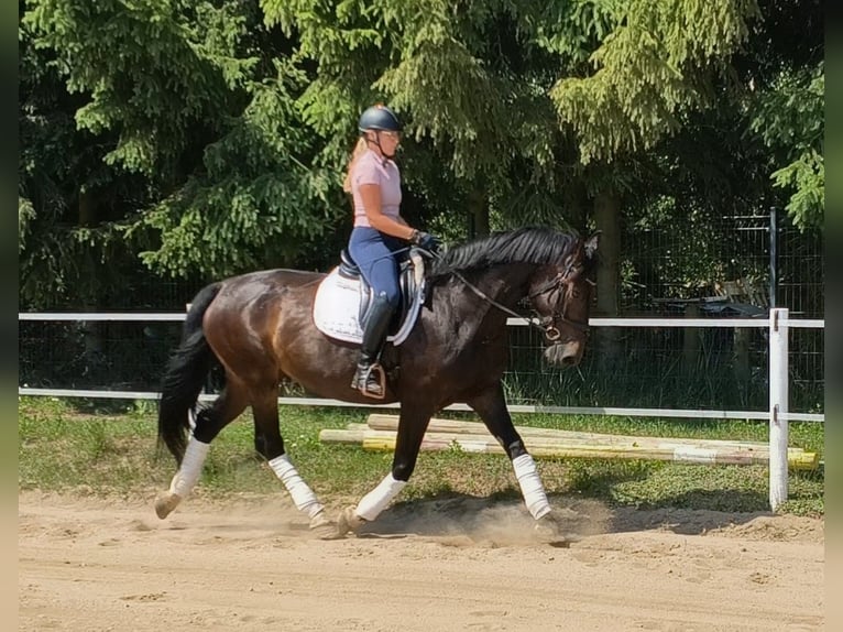 Schleswig Giumenta 6 Anni 168 cm Baio scuro in Forst