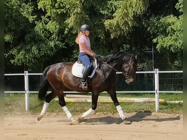 Schleswig Giumenta 6 Anni 168 cm Baio scuro in Forst