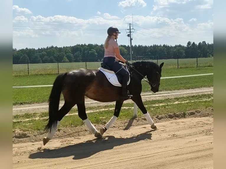 Schleswig Giumenta 6 Anni 168 cm Baio scuro in Forst