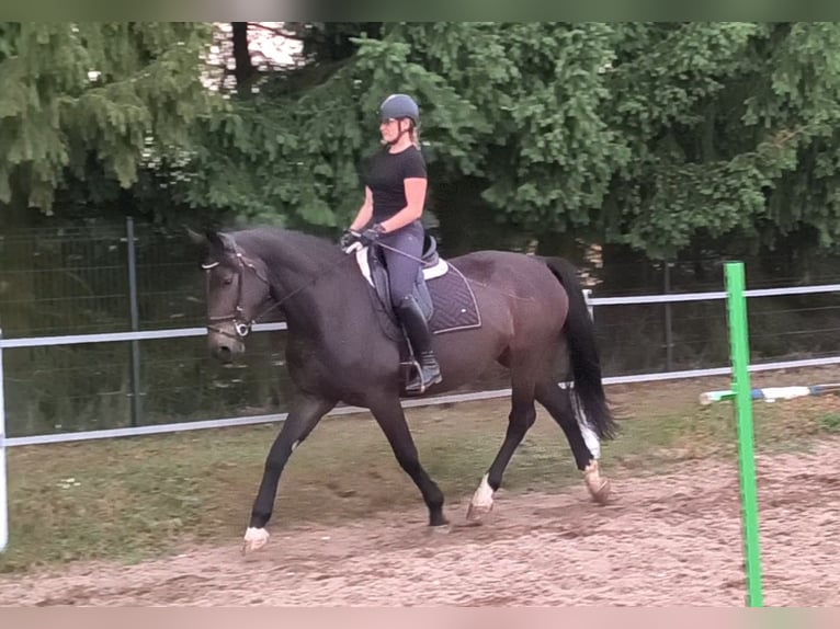 Schleswig Giumenta 6 Anni 168 cm Baio scuro in Forst