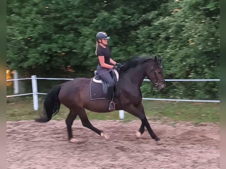 Schleswig Giumenta 6 Anni 168 cm Baio scuro in Forst