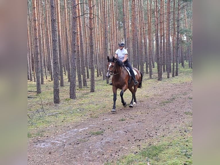 Schleswig Giumenta 7 Anni 168 cm Baio in Forst