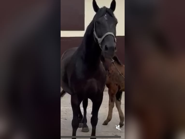 Schleswig Giumenta 9 Anni 165 cm Morello in Obiecanowo