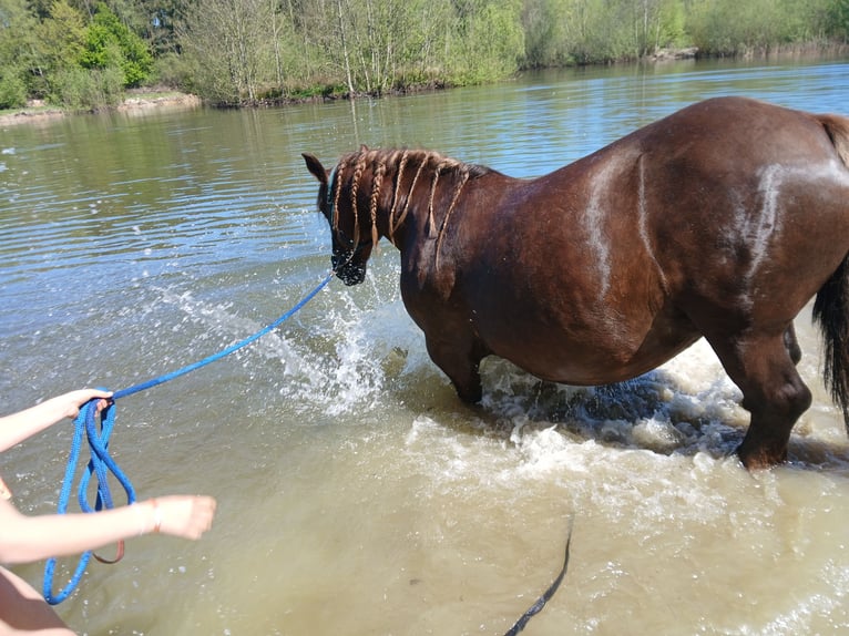 Schleswig Mare 14 years 15 hh Chestnut-Red in Bunsoh