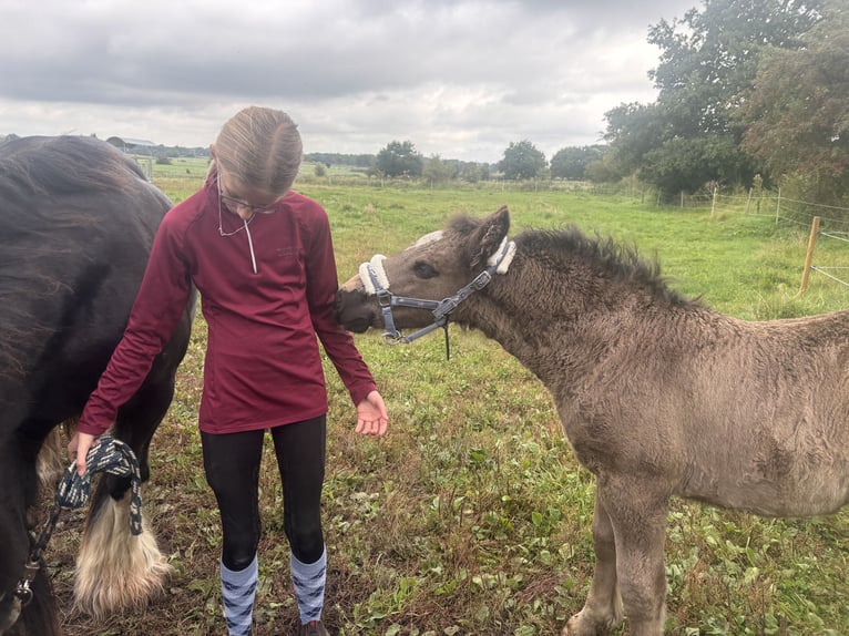 Schleswig Mix Mare 1 year Bay-Dark in Ostrohe