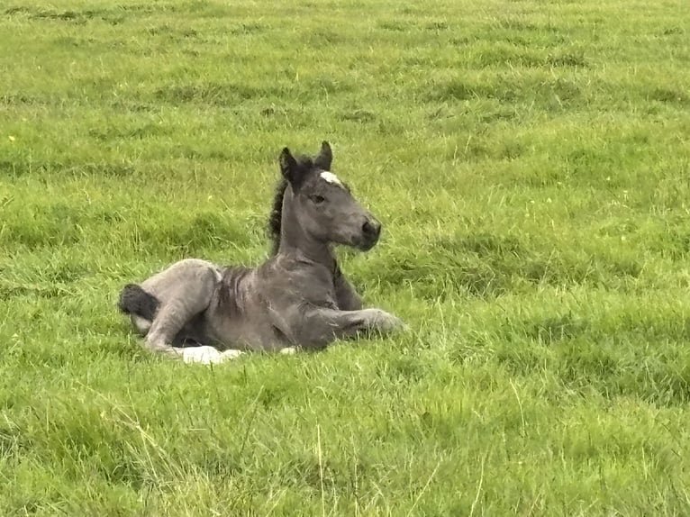 Schleswig Mix Mare 1 year Bay-Dark in Ostrohe