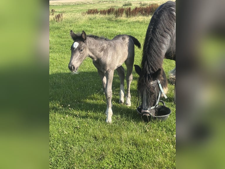 Schleswig Mix Mare 1 year Bay-Dark in Ostrohe