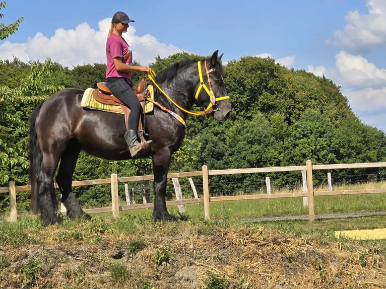 Schleswig Mare 3 years 15,1 hh Black in Linkenbach