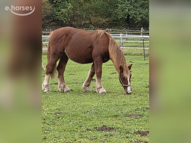 Schleswig Stallion 1 year Chestnut-Red in Preetz