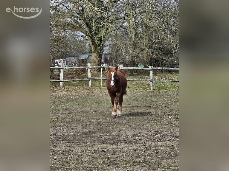 Schleswig Stallion 1 year Chestnut-Red in Preetz