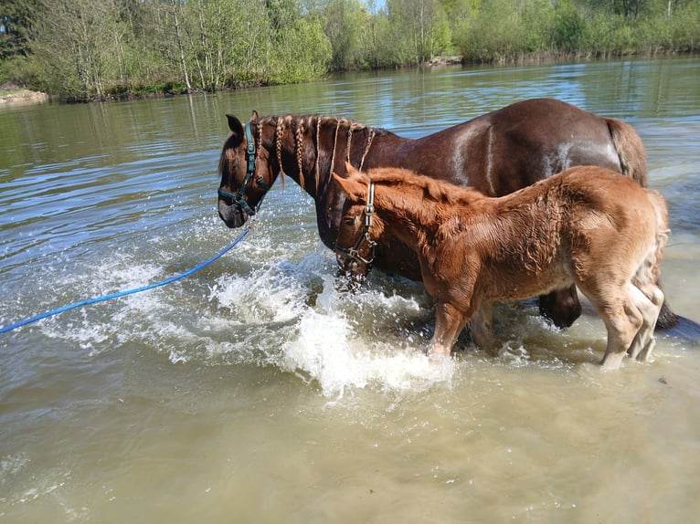 Schleswig Stallion Foal (03/2025) 12,2 hh Chestnut-Red in Immenstedt
