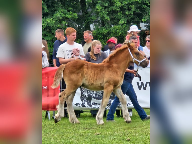 Schleswig Stallion Foal (03/2025) 12,2 hh Chestnut-Red in Immenstedt